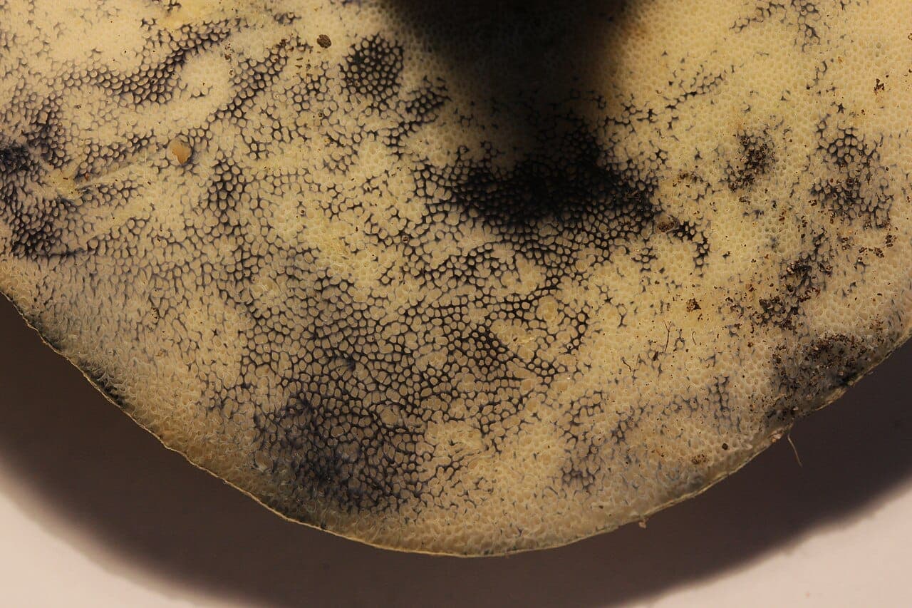 Tubes et pores crème du bolet bleuissant, marqués de larges taches bleu sombre après une pression
