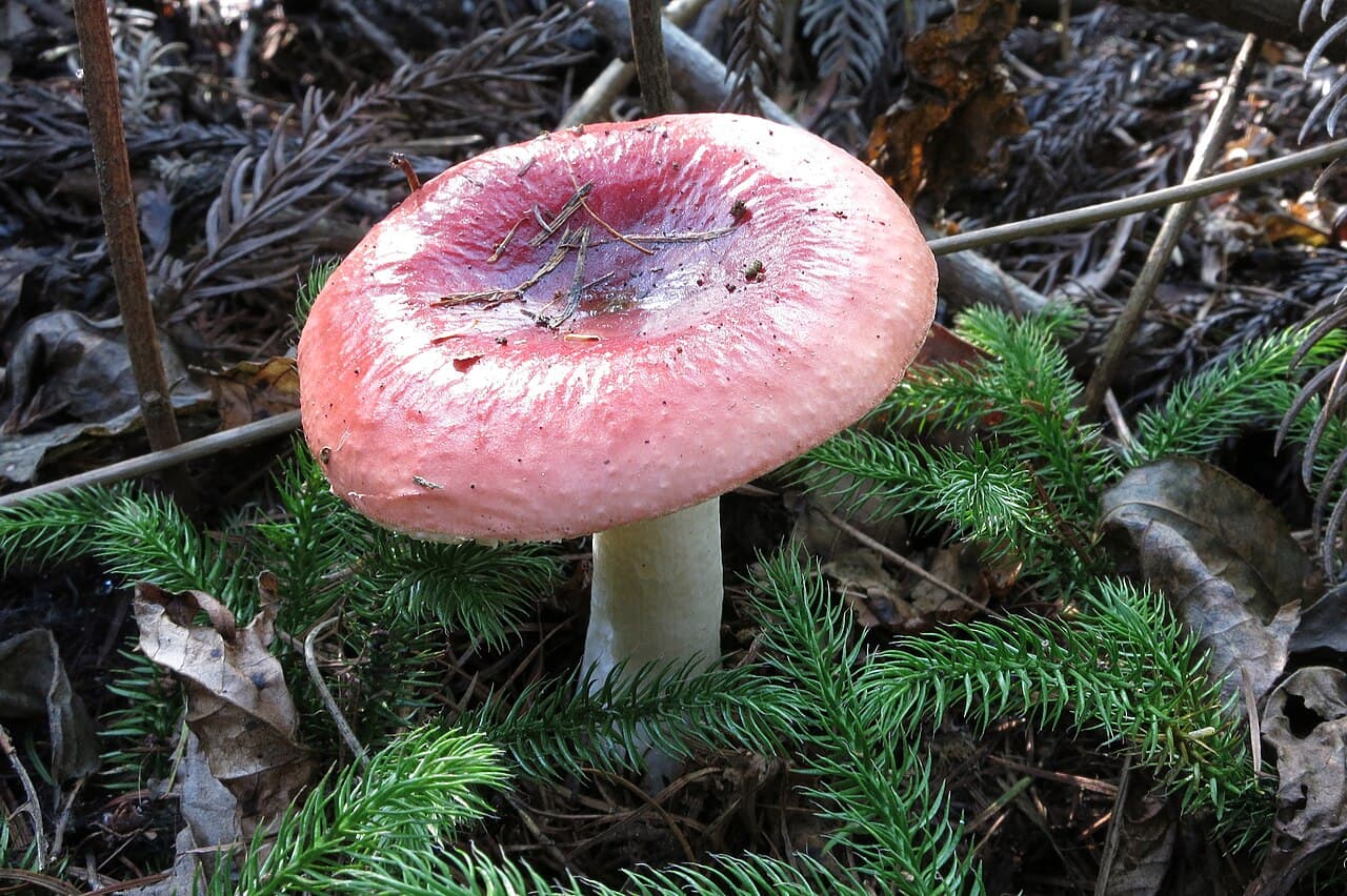 Russule émétique (Russula emetica) à chapeau rouge laqué et pied blanc, dans la mousse