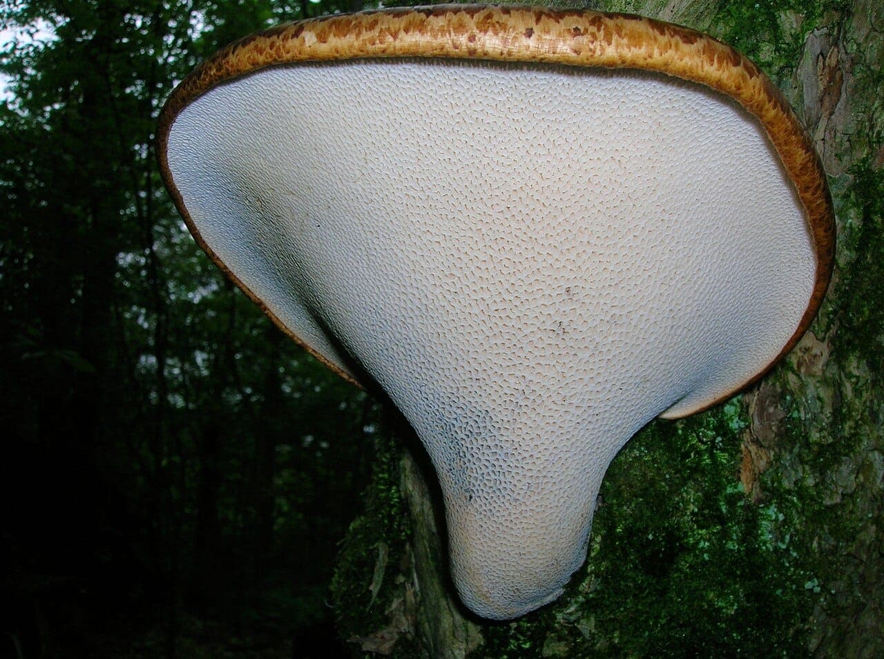 Dessous du polypore écailleux montrant les gros pores anguleux crème et le pied court, effilé vers la base