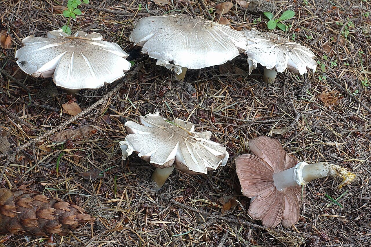 Groupe d'agarics jaunissants (Agaricus xanthodermus) blancs et charnus, l'exemplaire retourné montrant la base du pied jaunie