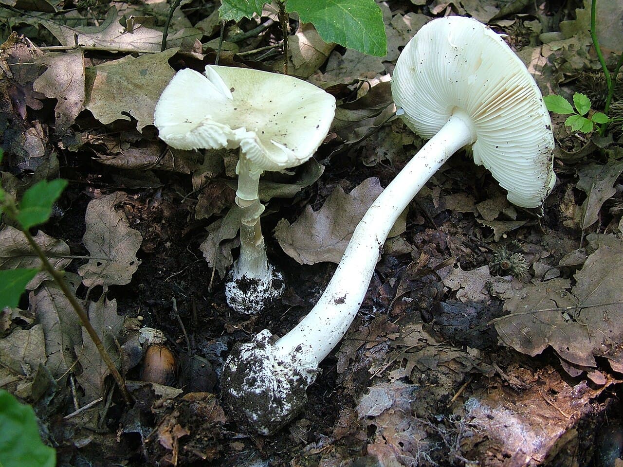 Amanite printanière (Amanita verna) entièrement blanche, l'une couchée montrant ses lames blanches et son pied