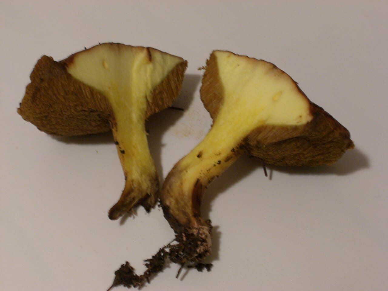 Deux bolets granulés coupés en deux montrant une chair blanche à jaune pâle qui ne change pas de couleur, et un pied sans anneau