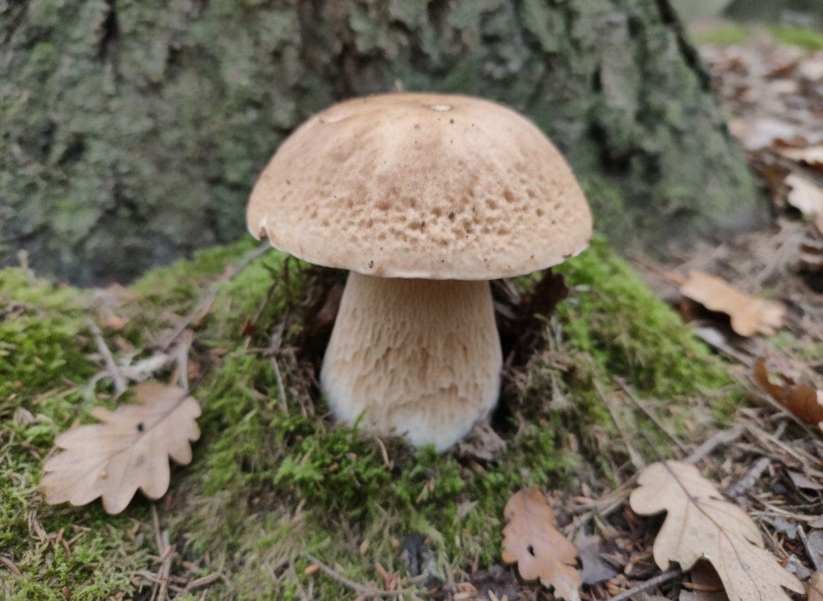 Photo de la sortie « Premiers cèpes d'été sous les chênes »
