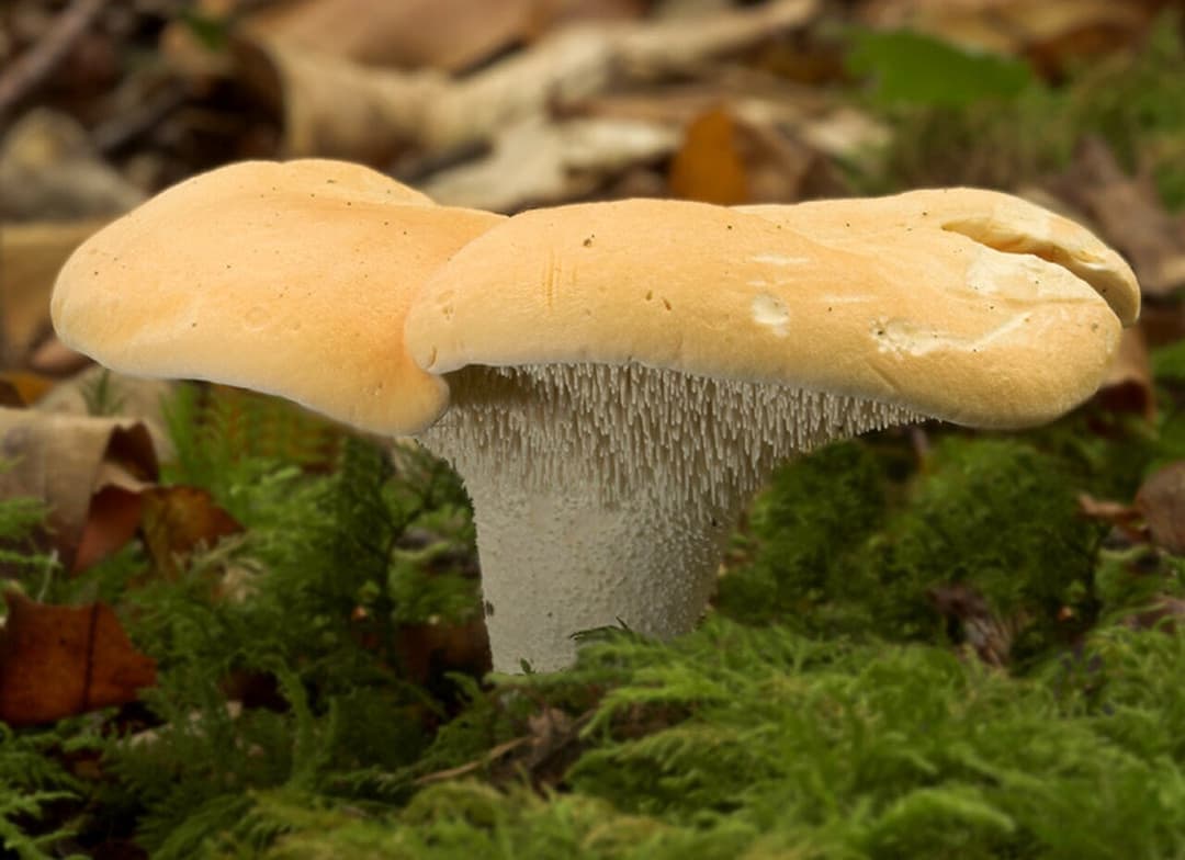 Pieds-de-mouton (Hydnum repandum) montrant leurs aiguillons crème sous le chapeau