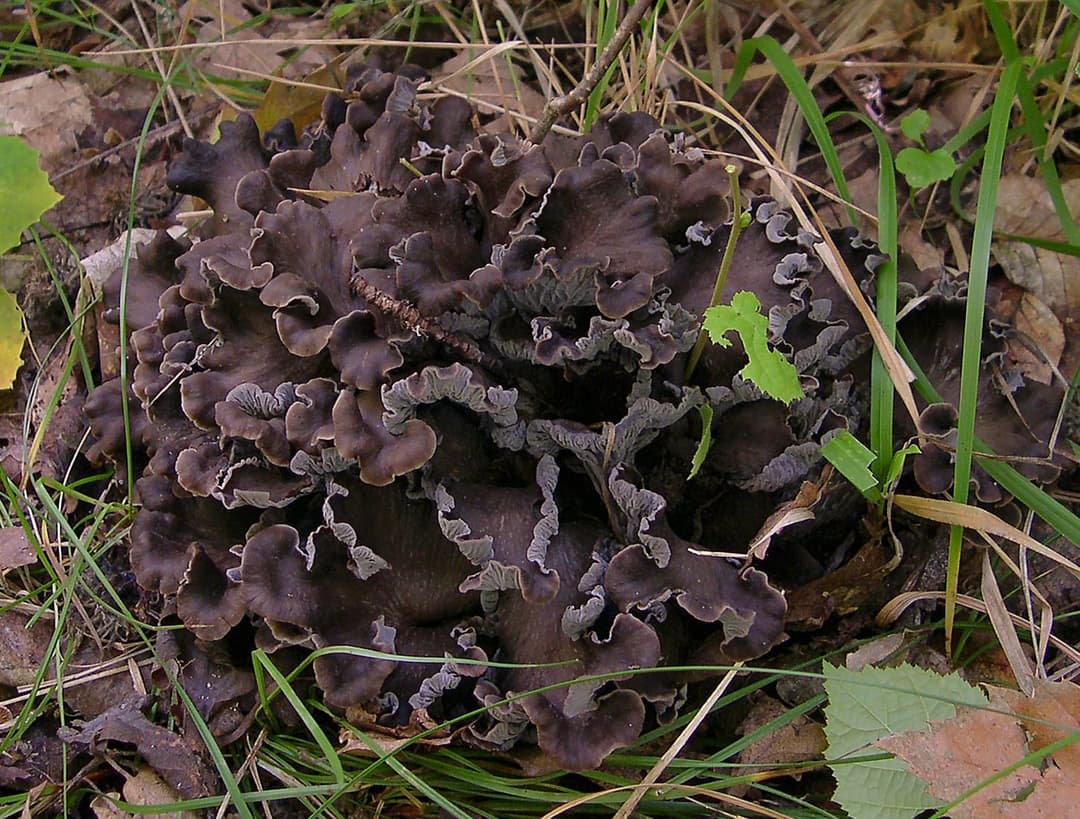 Touffe de chanterelles cendrées (Craterellus cinereus), chapeaux noir violacé en entonnoir aux bords lobés, dans l'herbe
