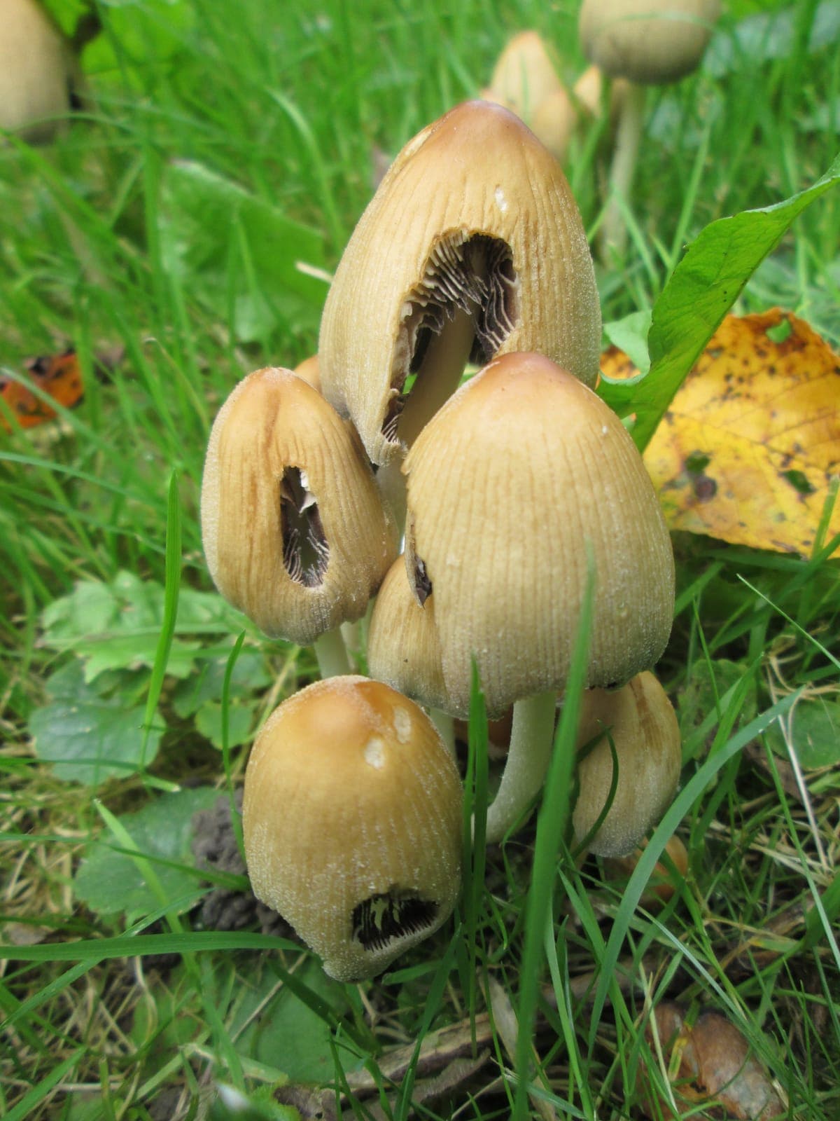 Gros plan sur des chapeaux ocre roussâtre du coprin micacé, finement striés et semés de grains blanchâtres façon mica, en touffe serrée dans l'herbe