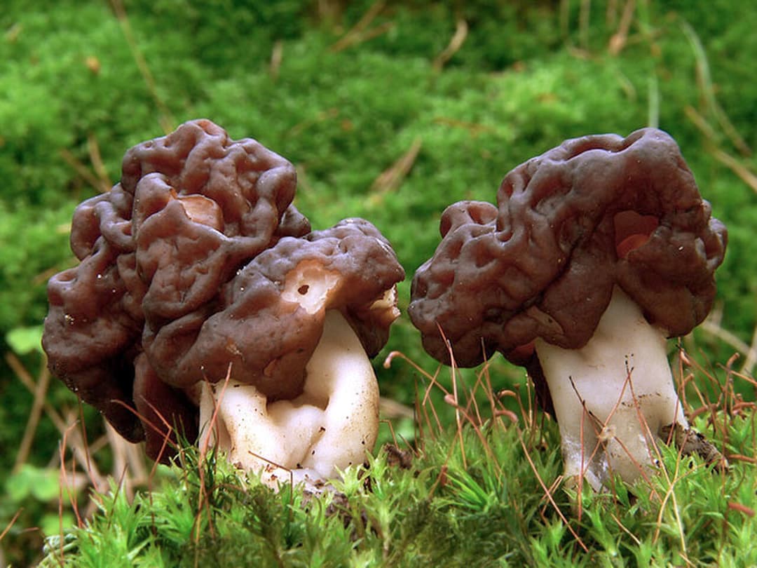 Gyromitre (Gyromitra esculenta) : chapeau brun-rouge en circonvolutions cérébriformes, mortel