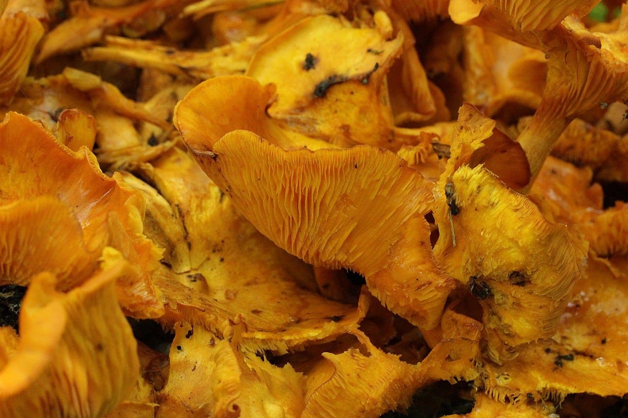 Touffe de clitocybes de l'olivier (Omphalotus olearius) orange vif à vraies lames : le piège classique des champignons orange