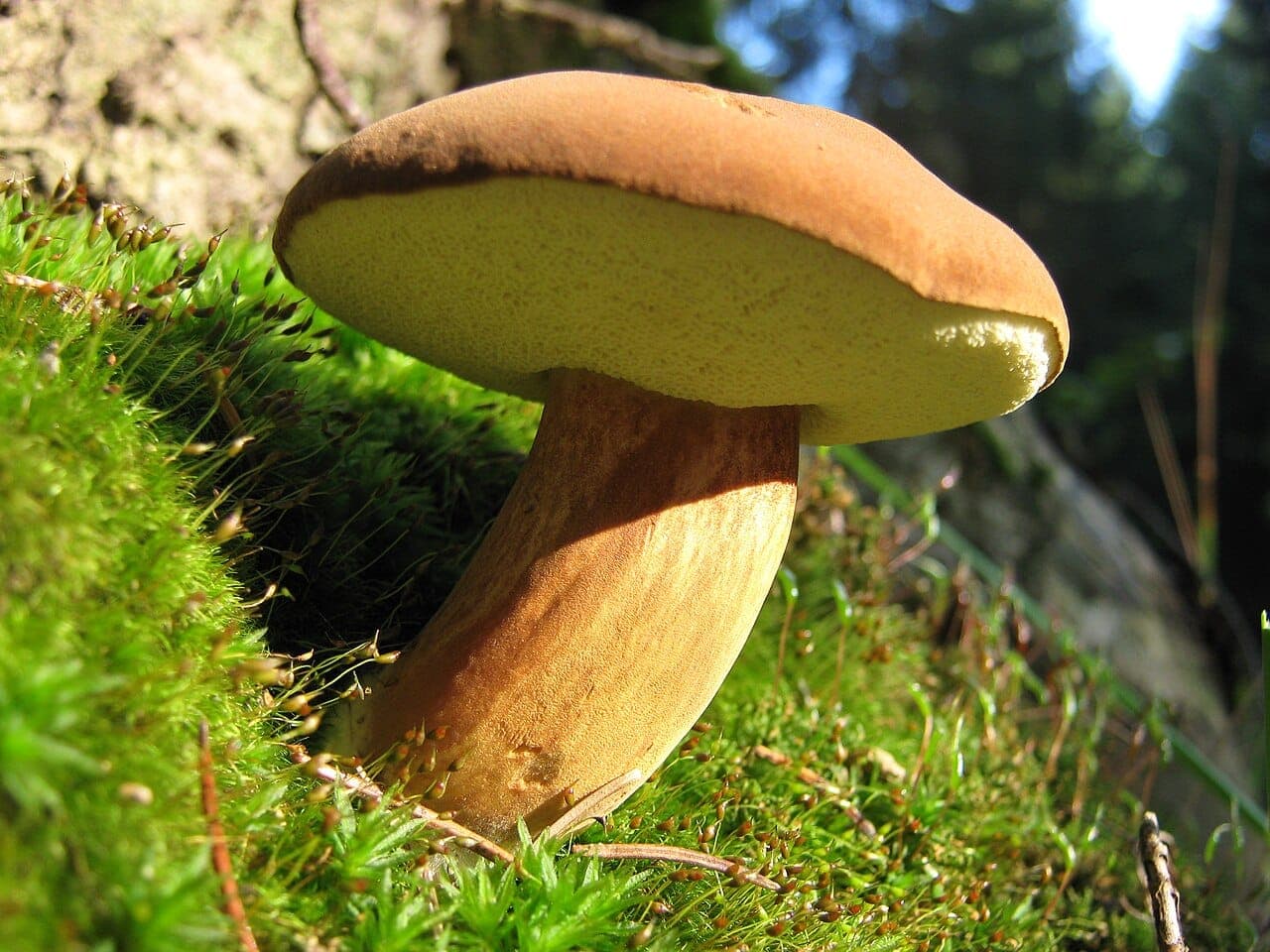 Pied lisse et cylindrique du bolet bai, brun clair sans réseau ni résille, sous le chapeau