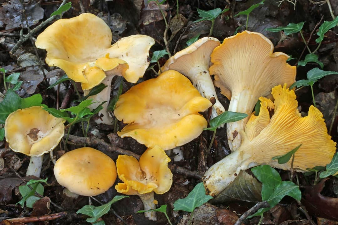 Girolles blanches (Cantharellus pallens) pâles et pruineuses en groupe dans la litière