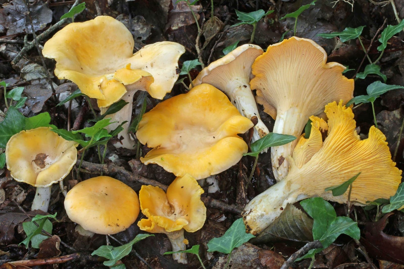 Girolles blanches (Cantharellus pallens) pâles et pruineuses en groupe dans la litière