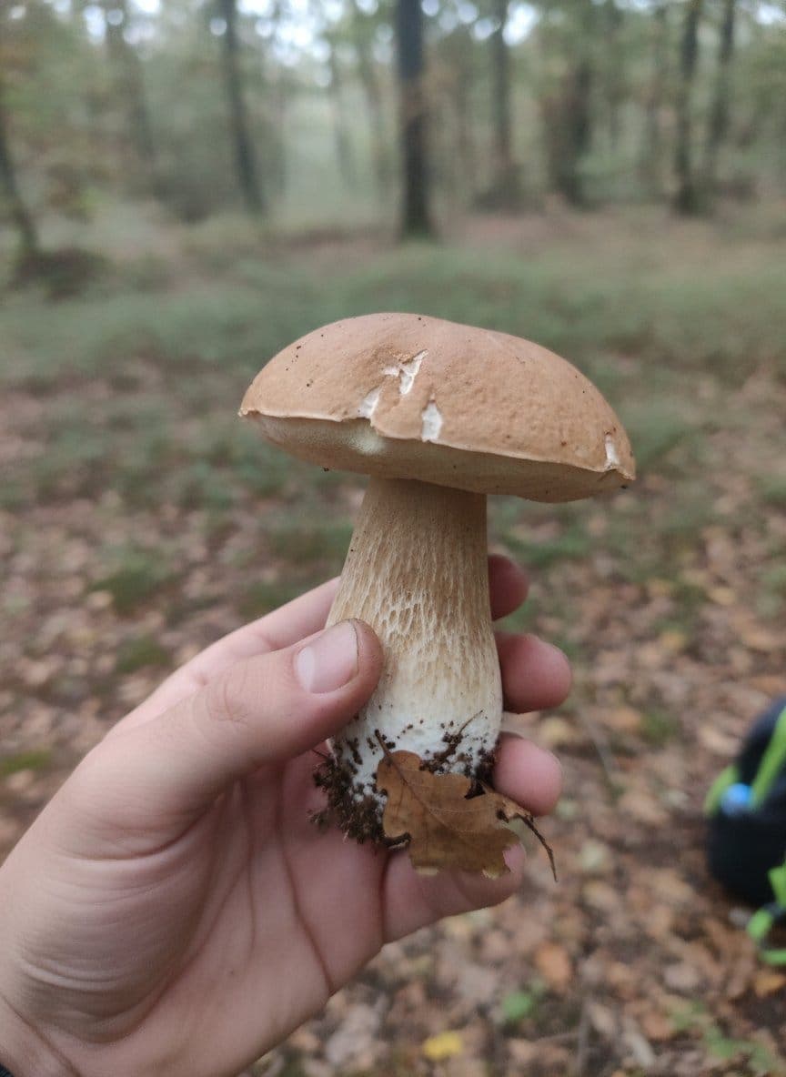 Photo de la sortie « Premiers cèpes d'été sous les chênes »