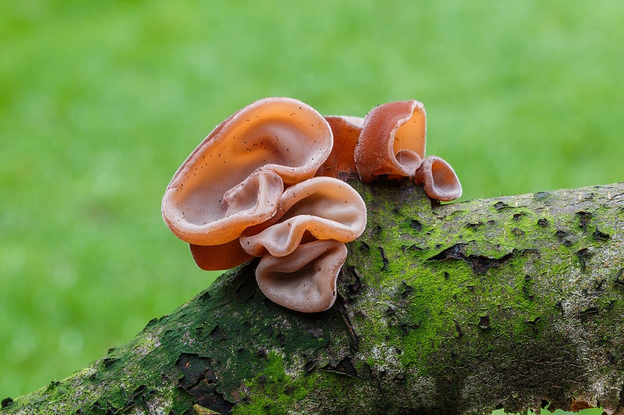 Oreilles de Judas (Auricularia auricula-judae) brunes et gélatineuses sur un tronc moussu