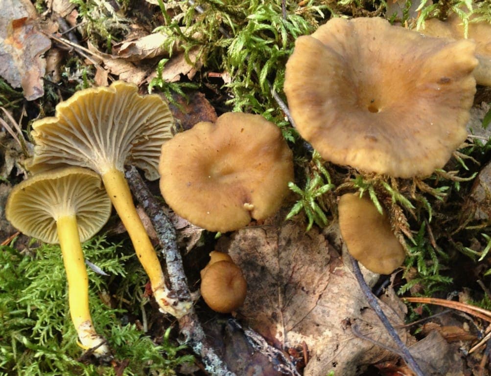 Pied jaune vif, creux et fin de plusieurs chanterelles en tube, contrastant avec les plis gris-brun de leur face inférieure