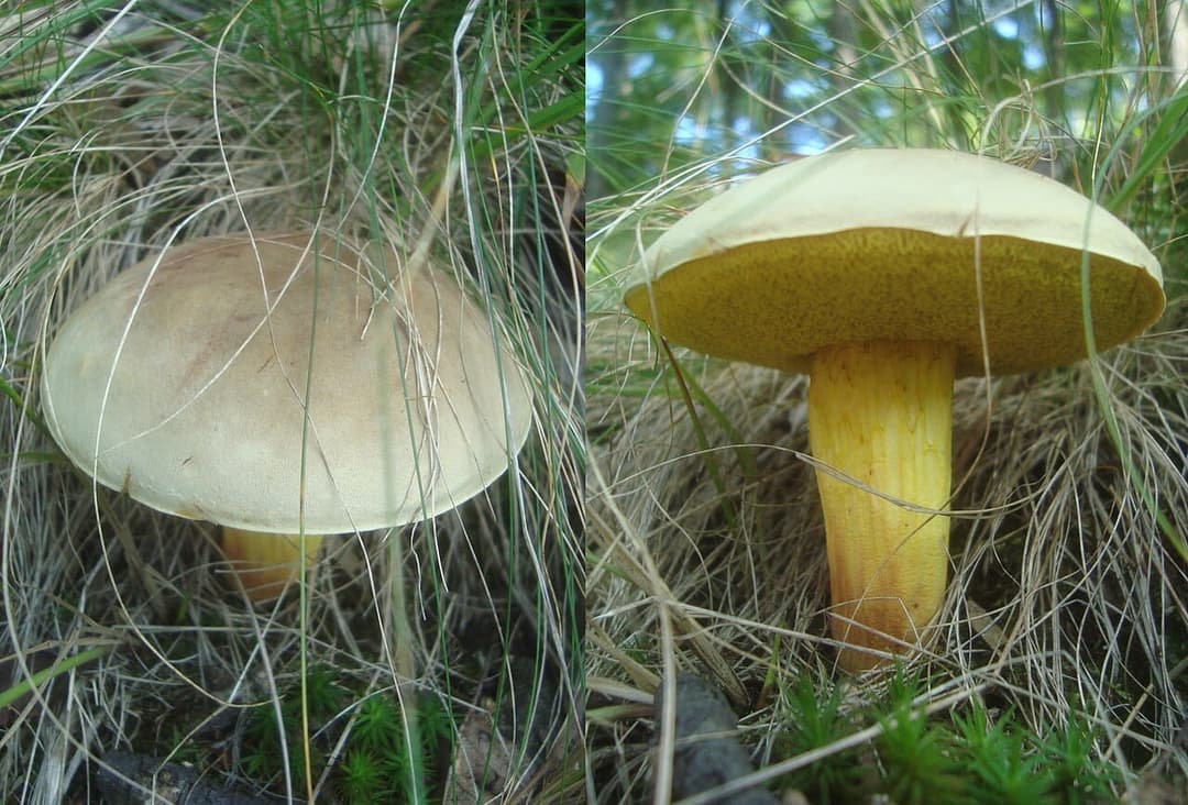 Bolets subtomenteux (Xerocomus subtomentosus) : chapeau feutré crème à gauche, tubes jaune olivâtre et pied strié de brun à droite