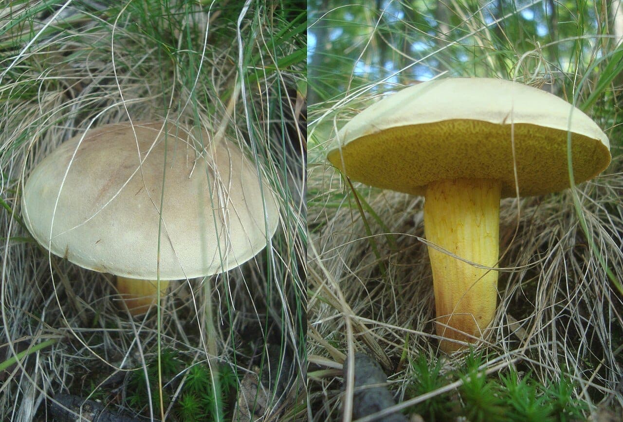 Bolets subtomenteux (Xerocomus subtomentosus) : chapeau feutré crème à gauche, tubes jaune olivâtre et pied strié de brun à droite