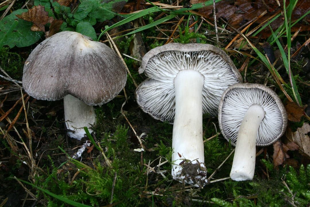 Tricholomes terreux (Tricholoma terreum) à chapeau gris feutré et lames blanchâtres, sous pins