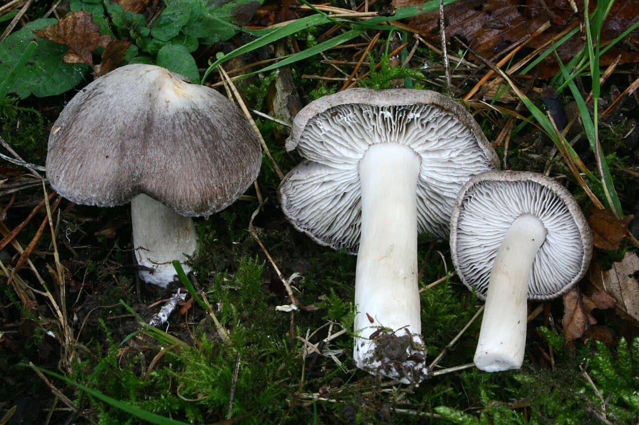 Tricholomes terreux (Tricholoma terreum) à chapeau gris feutré et lames blanchâtres, sous pins