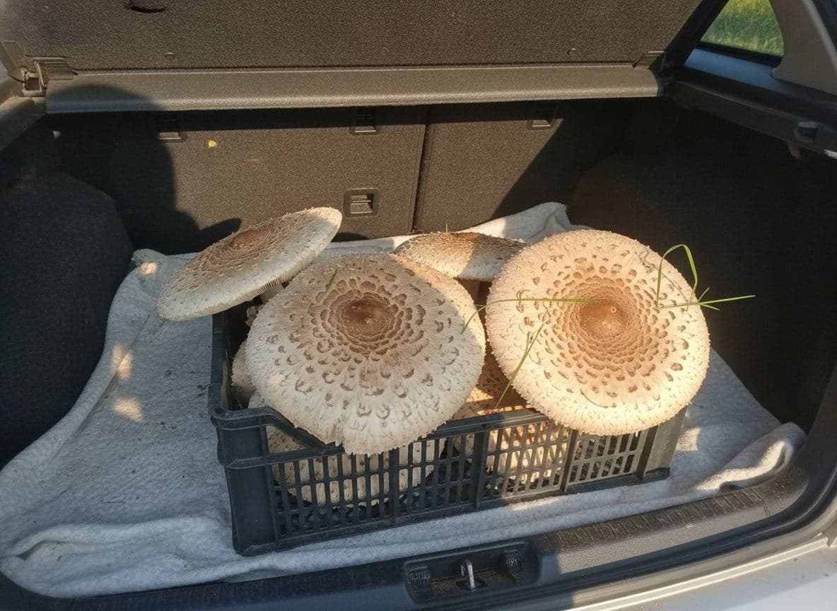 Photo de la sortie « Coulemelles en lisière de pâture »