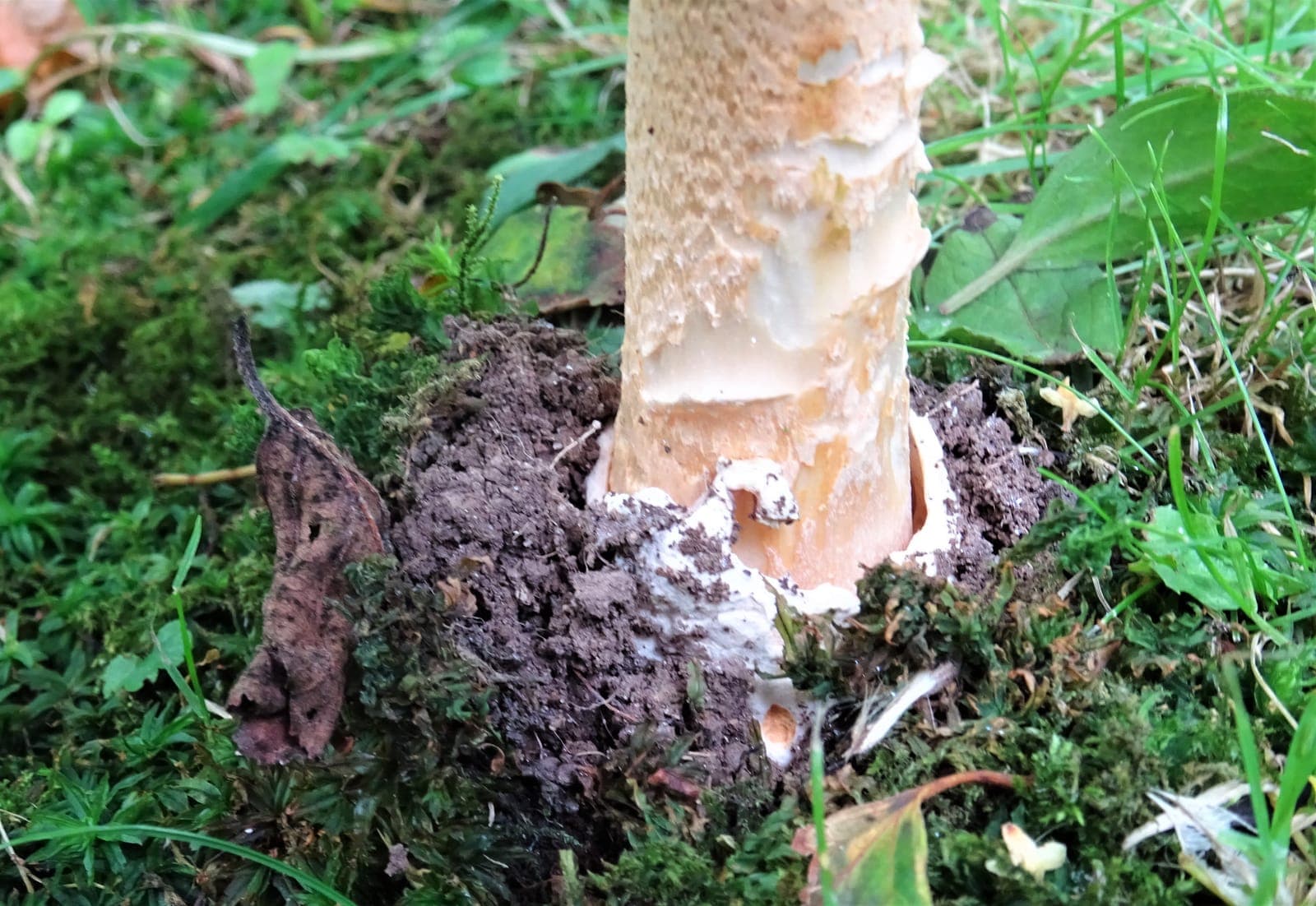 Base du pied de l'amanite safran sortant d'une volve blanche membraneuse en sac, sans aucune trace d'anneau sur le pied