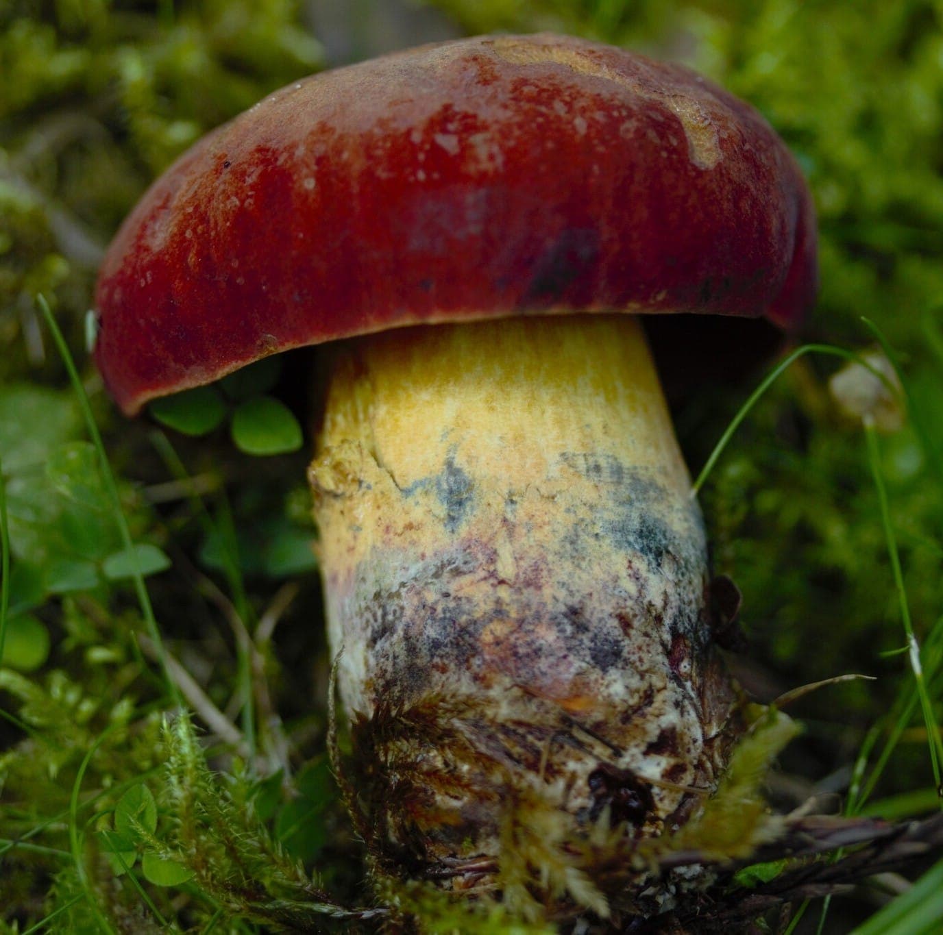 Bolet de Quélet (Suillellus queletii) au chapeau brun rougeâtre et au pied jaune taché de bleu-noir, émergeant de la mousse