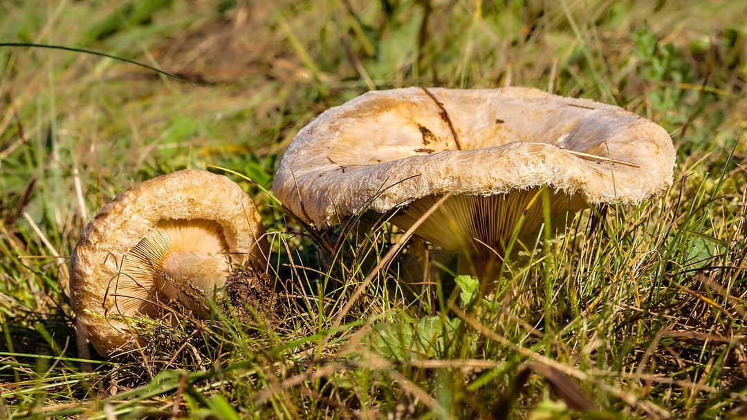 Paxille enroulé (Paxillus involutus) à marge enroulée, l'un montrant ses lames ocre décurrentes