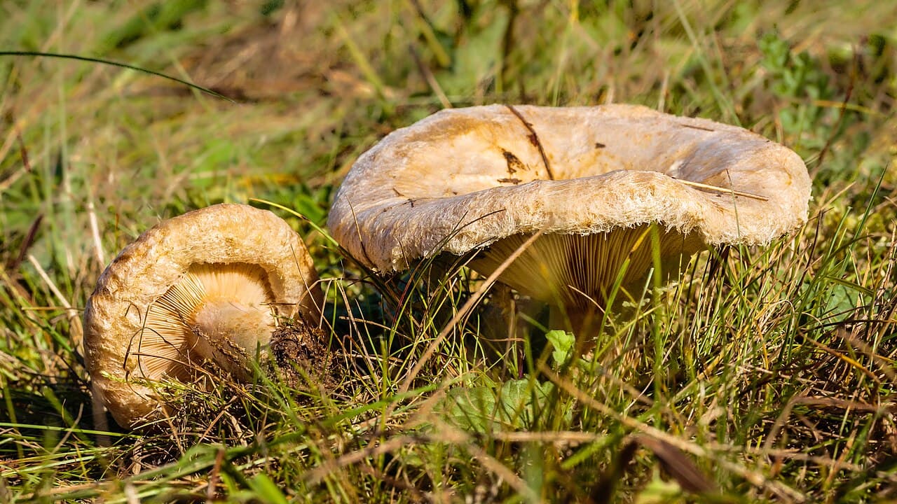 Paxille enroulé (Paxillus involutus) à marge enroulée, l'un montrant ses lames ocre décurrentes
