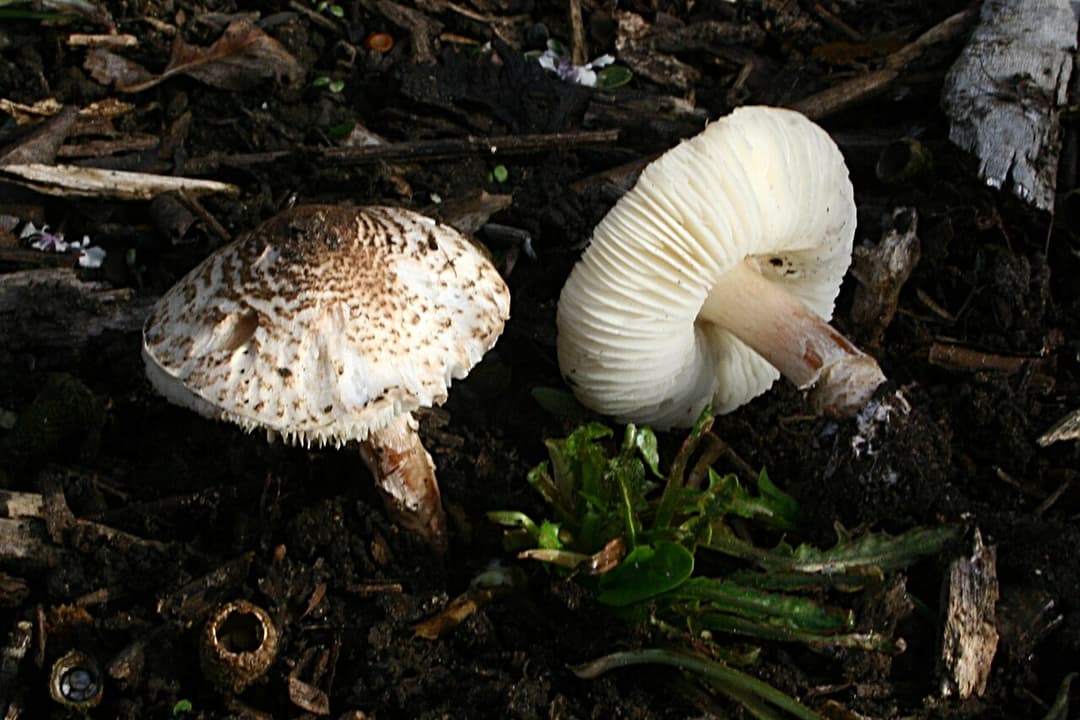 Deux lépiotes brun-incarnat (Lepiota brunneoincarnata) : chapeau crème à écailles brun-rosé concentriques, lames blanches et pied court chiné de brun