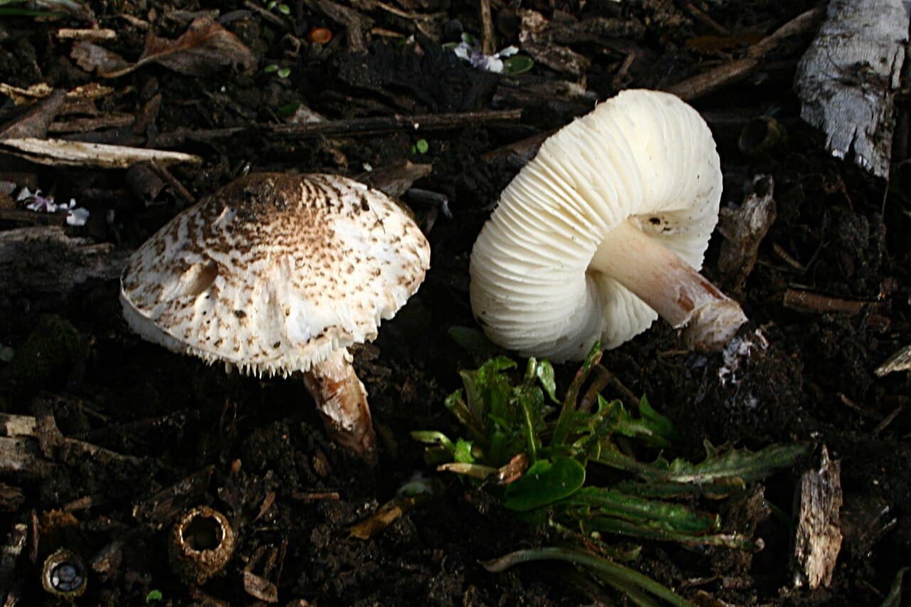 Deux lépiotes brun-incarnat (Lepiota brunneoincarnata) : chapeau crème à écailles brun-rosé concentriques, lames blanches et pied court chiné de brun
