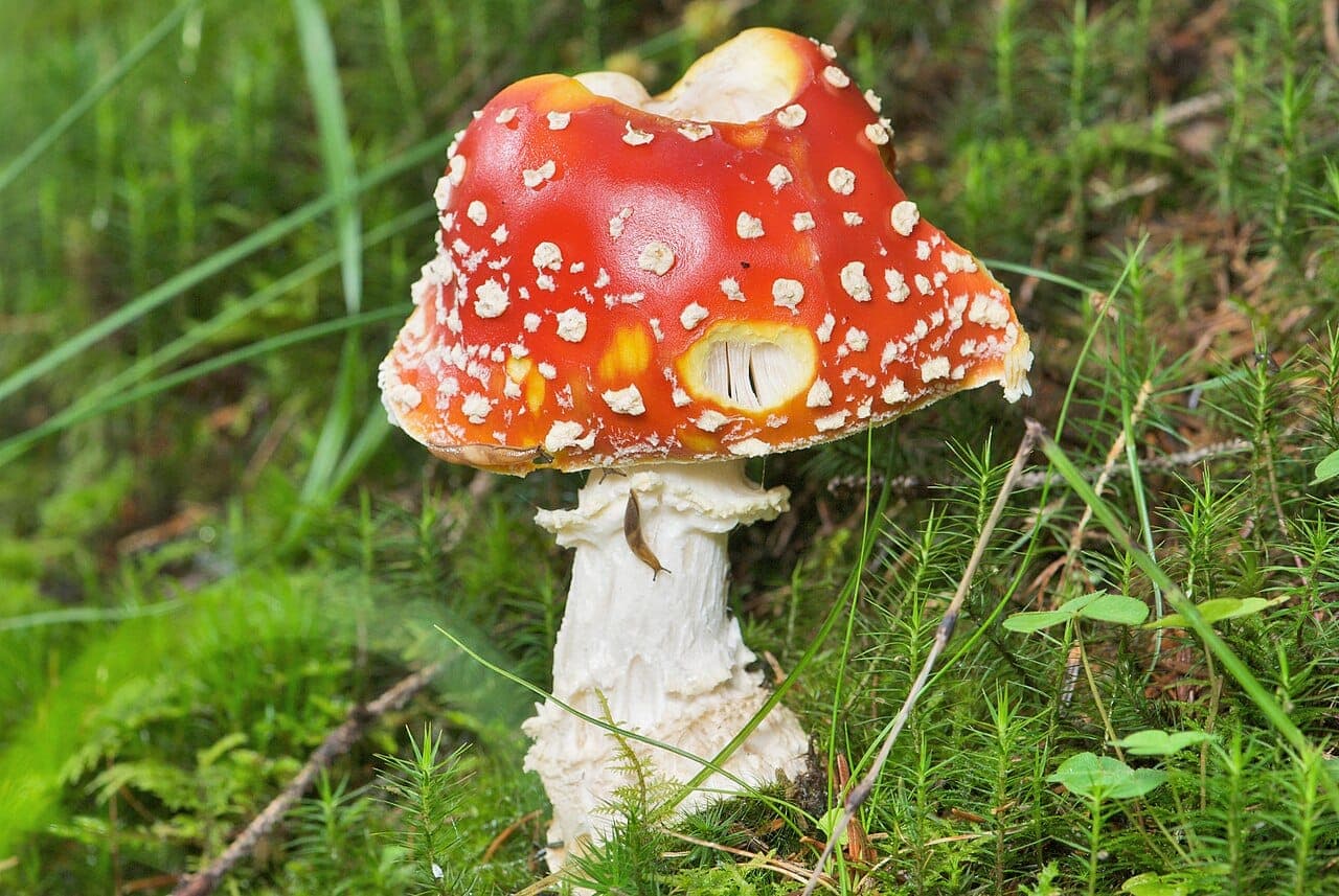 Pied blanc de l'amanite tue-mouches avec son anneau en collerette et sa base bulbeuse à bourrelets concentriques