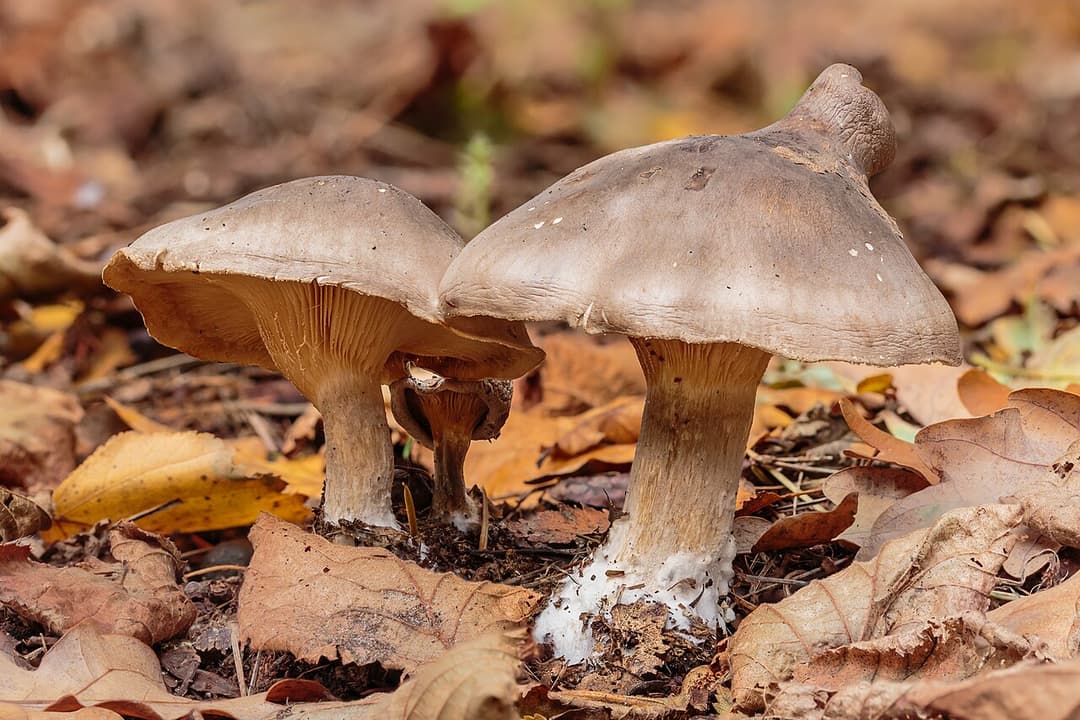 Clitocybes nébuleux (Clitocybe nebularis) à chapeau gris cendré et lames crème, dans la litière de feuillus