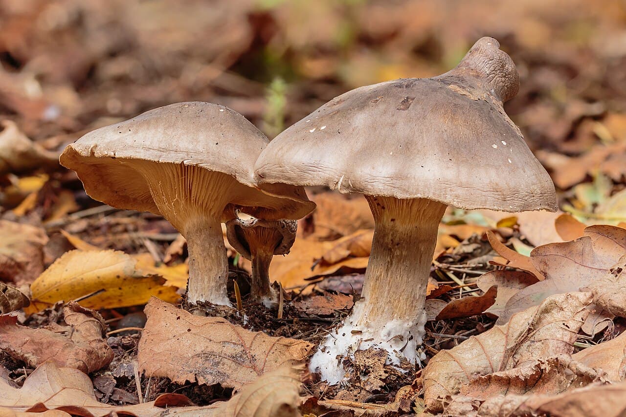 Clitocybes nébuleux (Clitocybe nebularis) à chapeau gris cendré et lames crème, dans la litière de feuillus