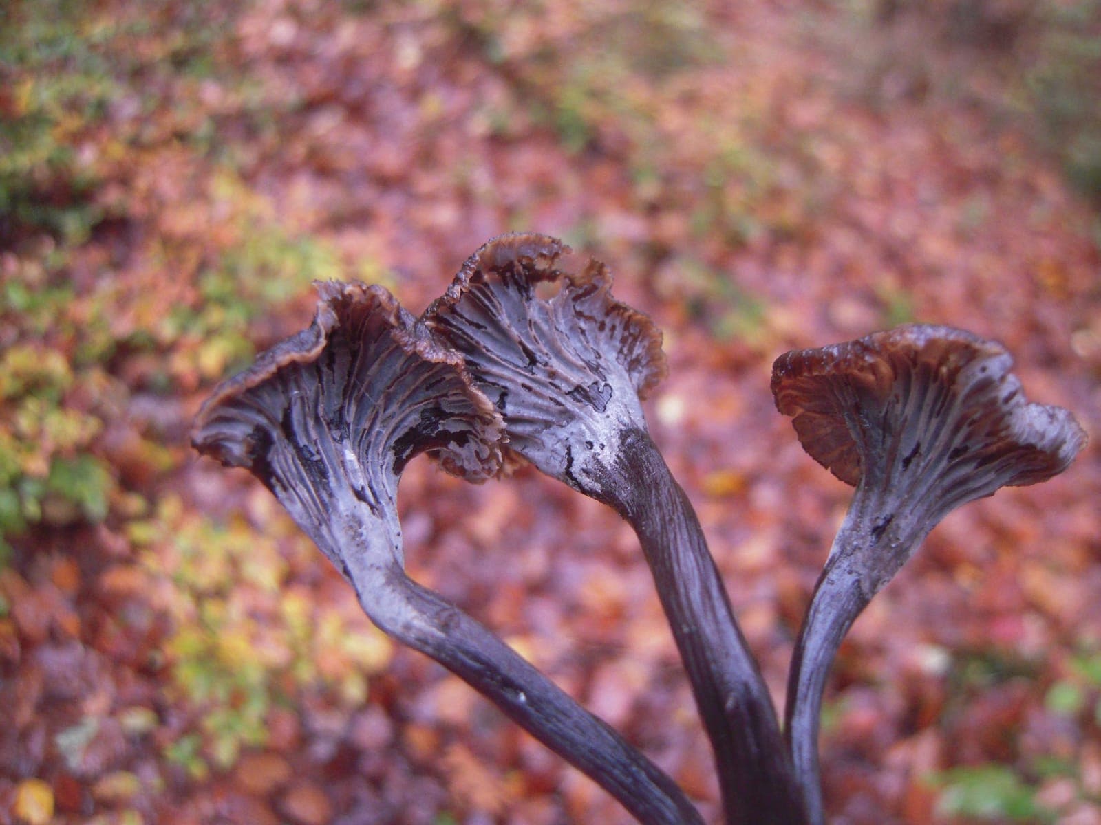 Dessous de chanterelles cendrées montrant les plis décurrents gris bleuté, bien marqués et ramifiés, jamais lisses comme chez la trompette-de-la-mort