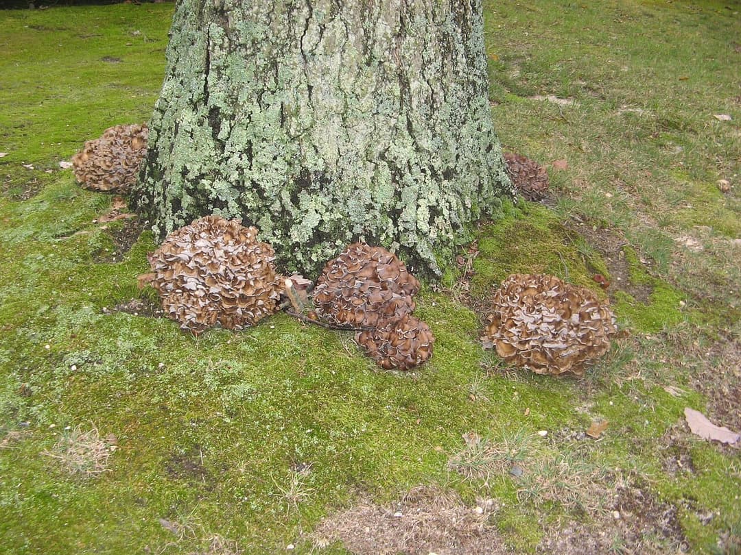 Rosettes de polypore en touffes (Grifola frondosa) gris-brun au pied d'un chêne, dans la mousse