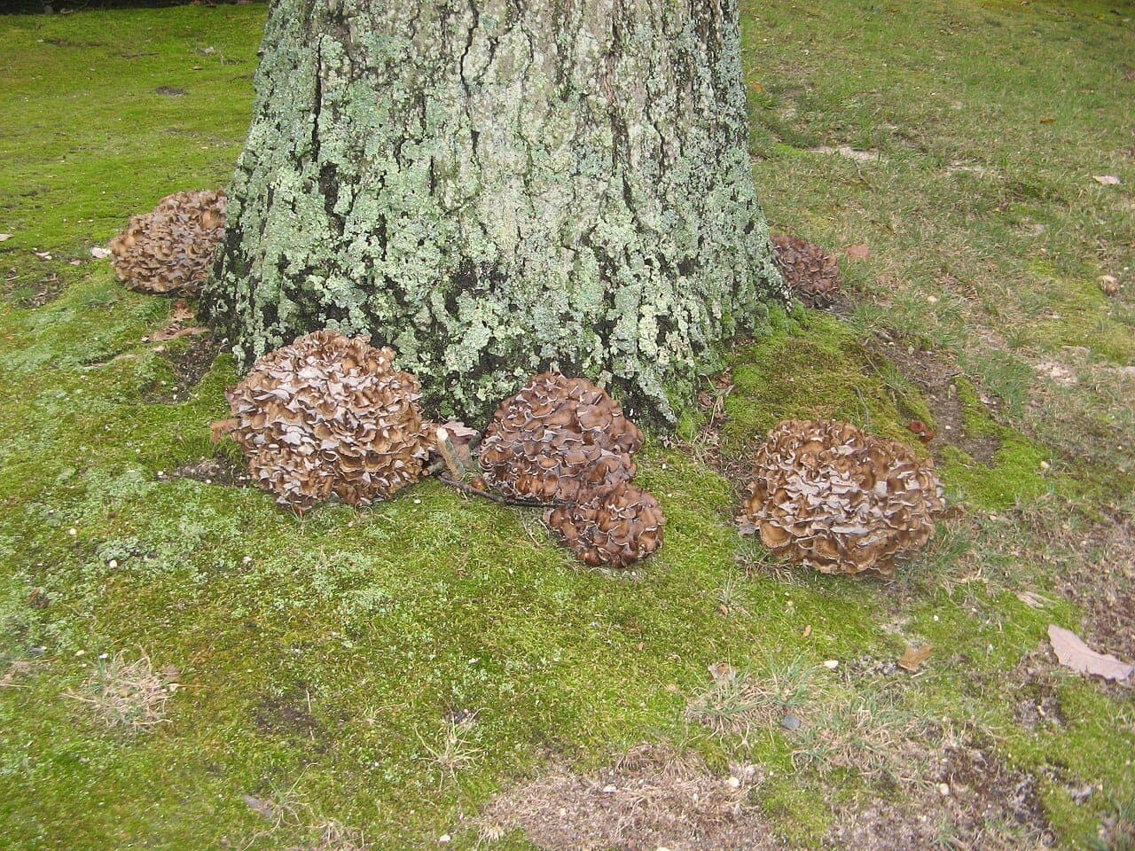 Rosettes de polypore en touffes (Grifola frondosa) gris-brun au pied d'un chêne, dans la mousse
