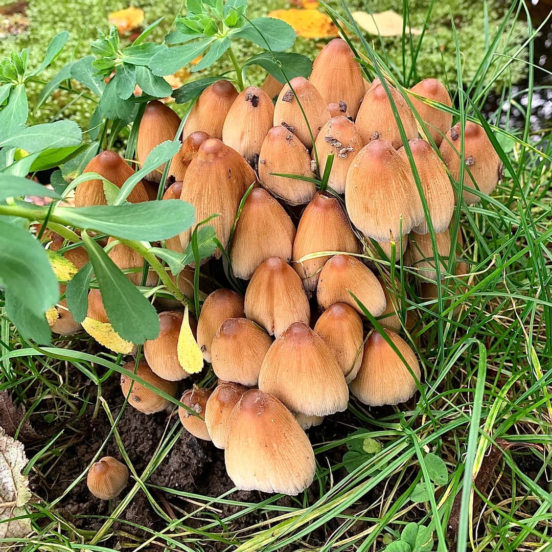 Touffe dense de coprins micacés (Coprinellus micaceus) aux chapeaux ocre roussâtre striés, à la base d'une souche dans l'herbe