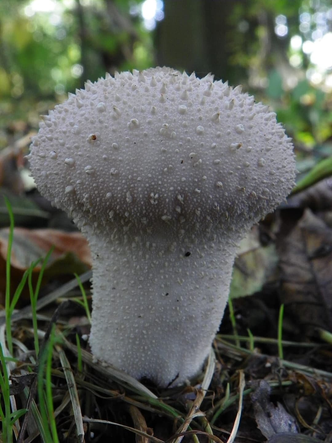 Vesse-de-loup perlée (Lycoperdon perlatum) : corps fructifère blanc crème hérissé de petites pointes coniques, en forêt