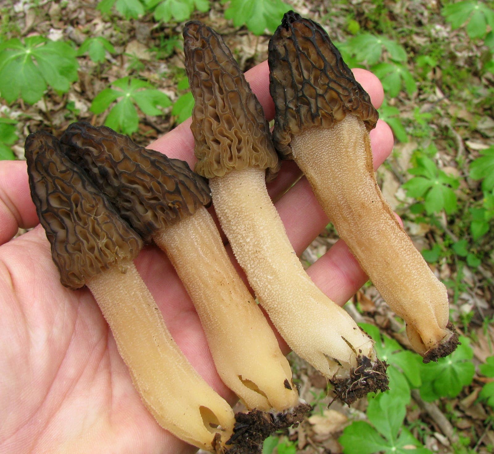 Quatre morilles noires récoltées montrant leur pied clair, finement granuleux, nettement plus pâle que le chapeau sombre