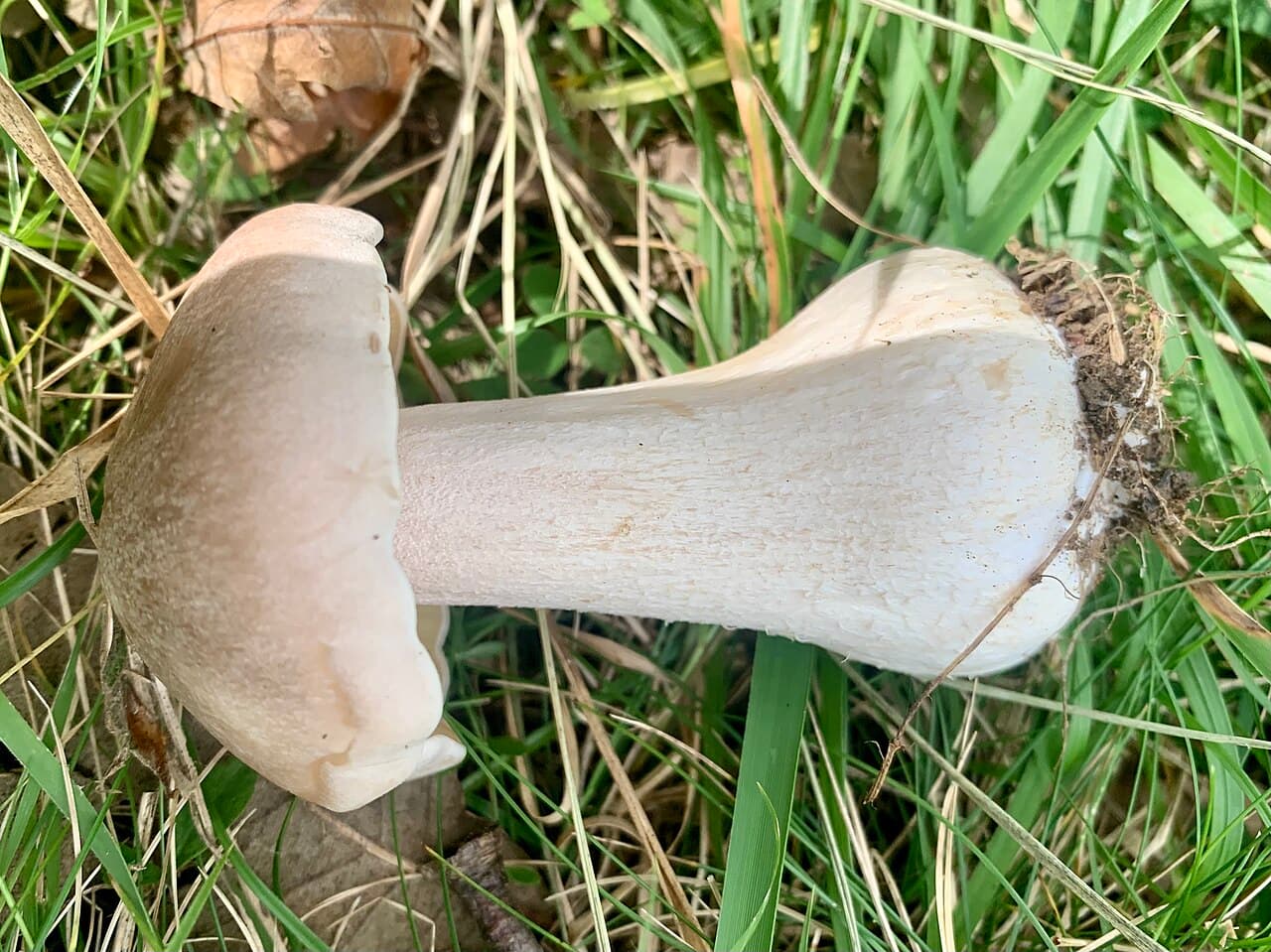 Entolome livide (Entoloma lividum), gros champignon charnu ocre pâle, l'un retourné montrant ses lames