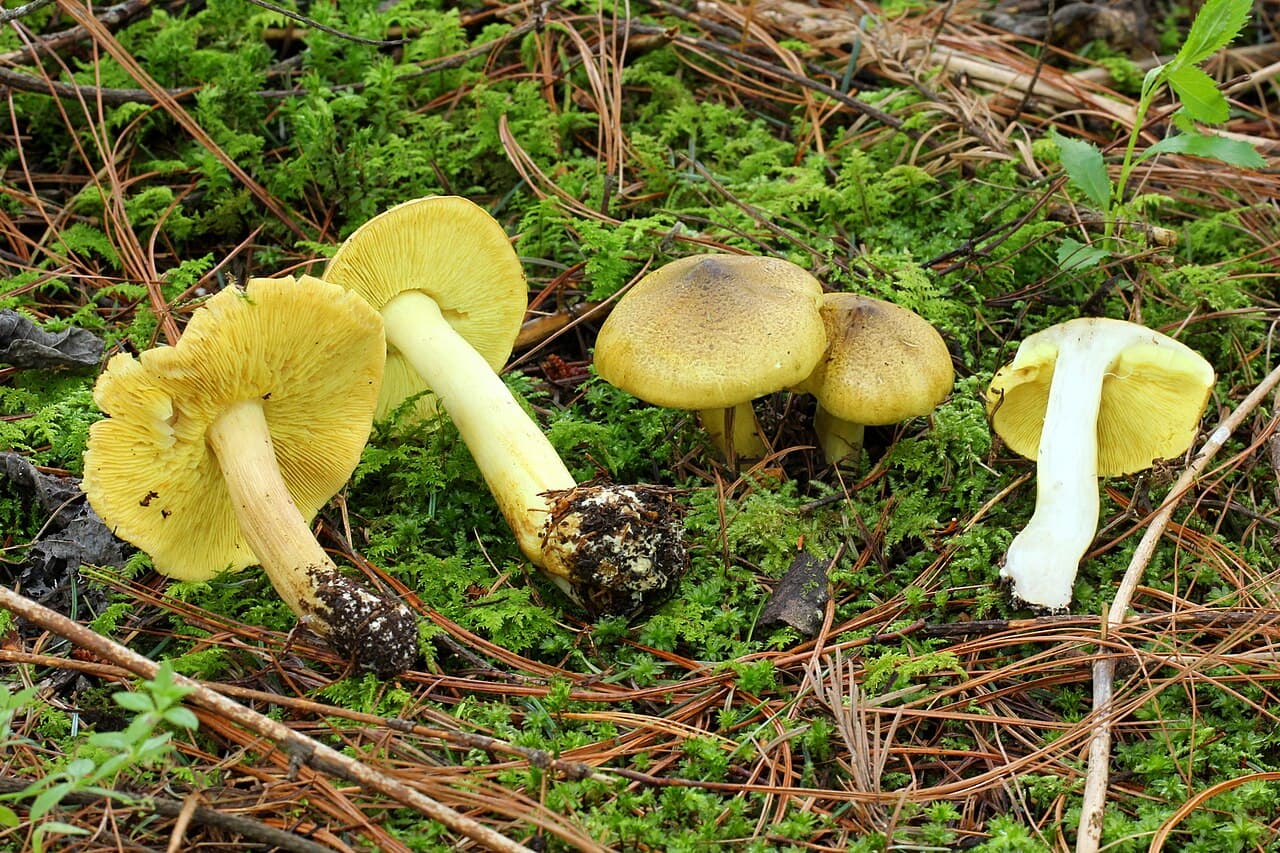 Tricholomes équestres (bidaous) montrant leurs lames et leur pied jaune soufre, dans les aiguilles de pin