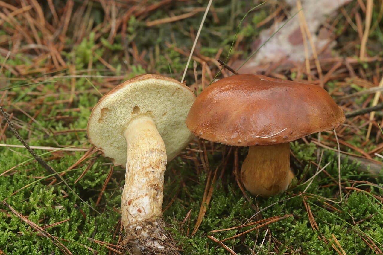Deux bolets bais (Imleria badia), l'un montrant son chapeau châtain luisant, l'autre ses tubes jaune verdâtre