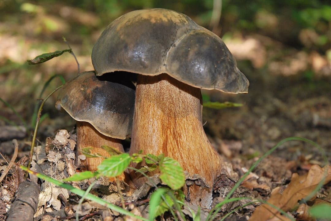 Deux cèpes bronzés (Boletus aereus) à chapeau brun très sombre et pied brun finement réticulé, dans la litière de feuillus