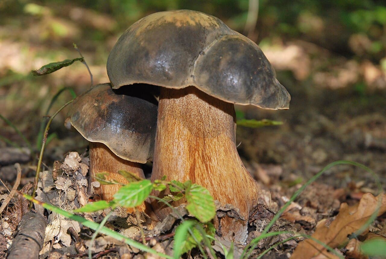 Deux cèpes bronzés (Boletus aereus) à chapeau brun très sombre et pied brun finement réticulé, dans la litière de feuillus