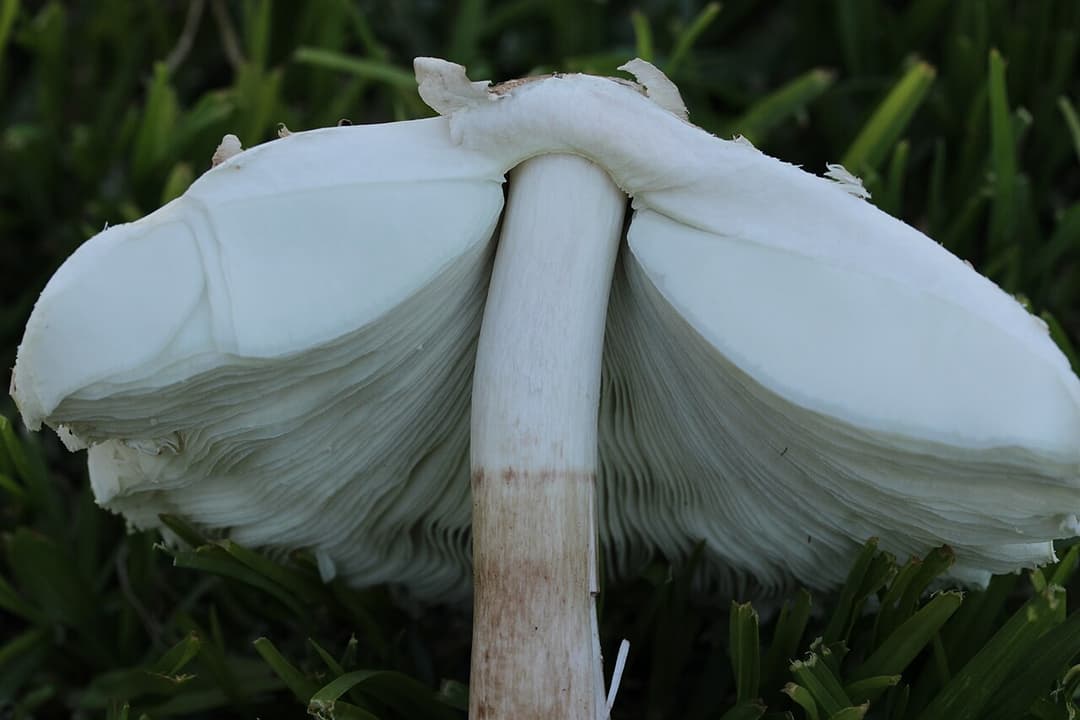 Lépiote de Morgan (Chlorophyllum molybdites) vue de dessous dans une pelouse, montrant ses lames et son anneau