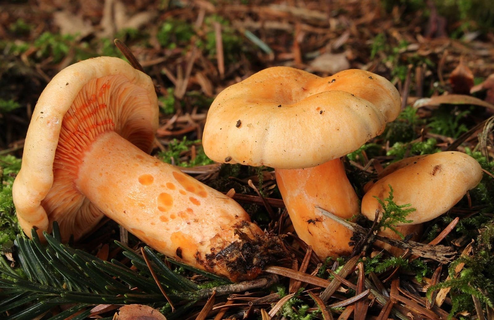 Lactaires saumonés (Lactarius salmonicolor) couchés montrant leurs lames orangées et leur pied tacheté de scrobicules, près d'exemplaires au chapeau en entonnoir et d'aiguilles de conifère