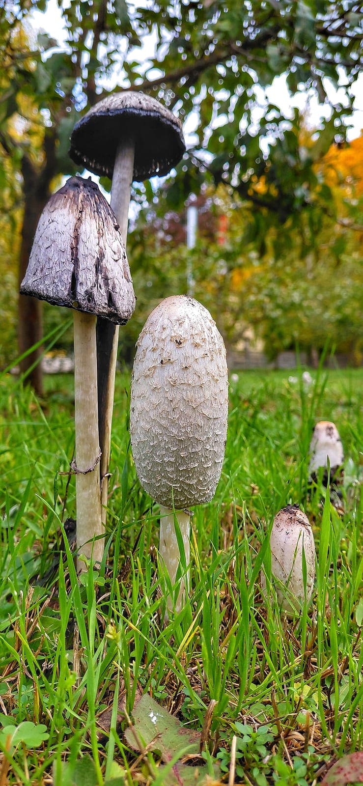 Coprin chevelu en fin de vie, champignon noir : chapeau noirci coulant en encre, à côté de jeunes exemplaires blancs