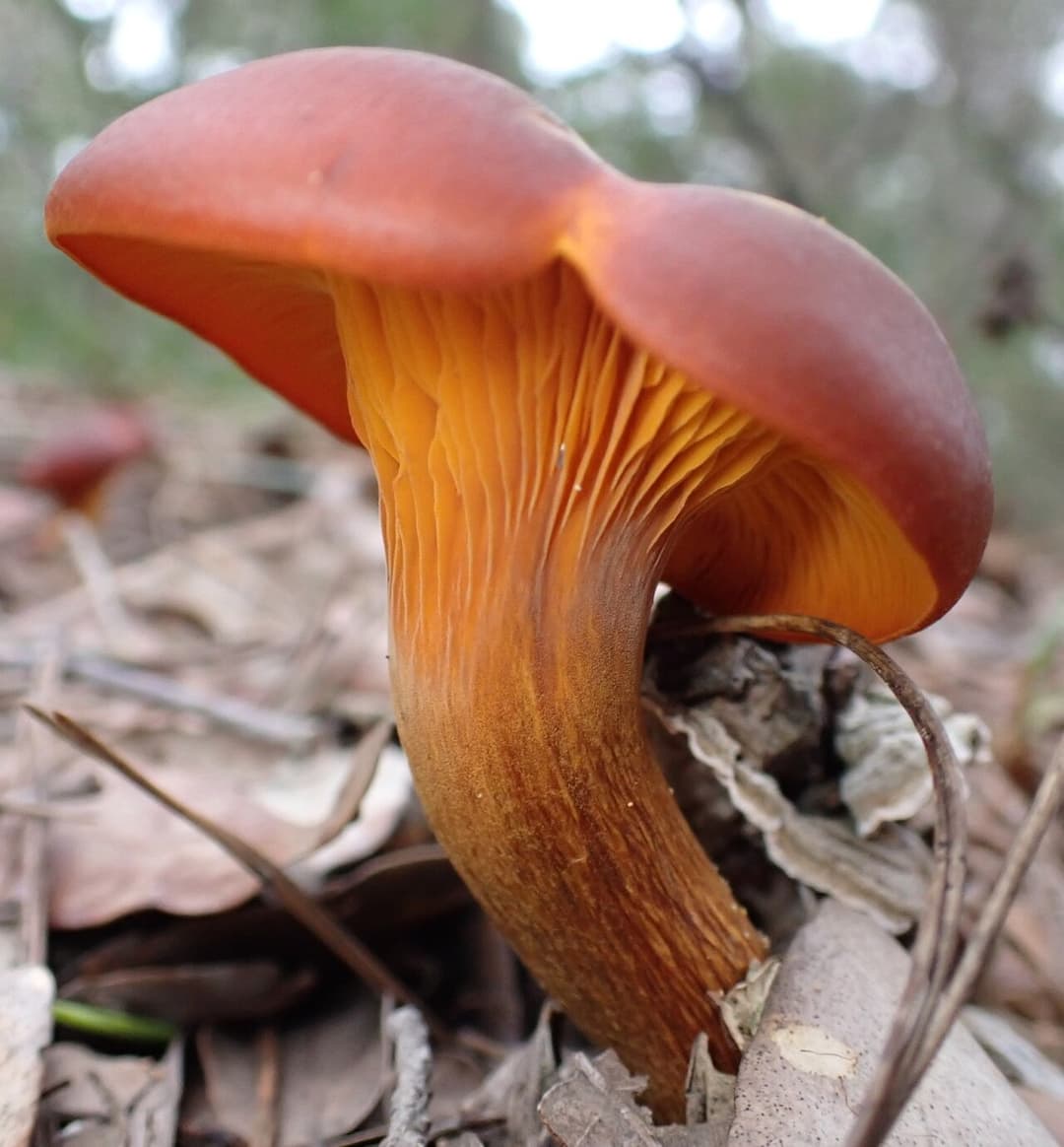 Clitocybe de l'olivier (Omphalotus olearius) : touffe orange vif à lames décurrentes sur souche, toxique