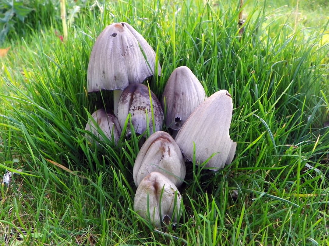 Touffe de coprins noir d'encre (Coprinopsis atramentaria) gris-brun dans l'herbe, marges du chapeau déjà noircies