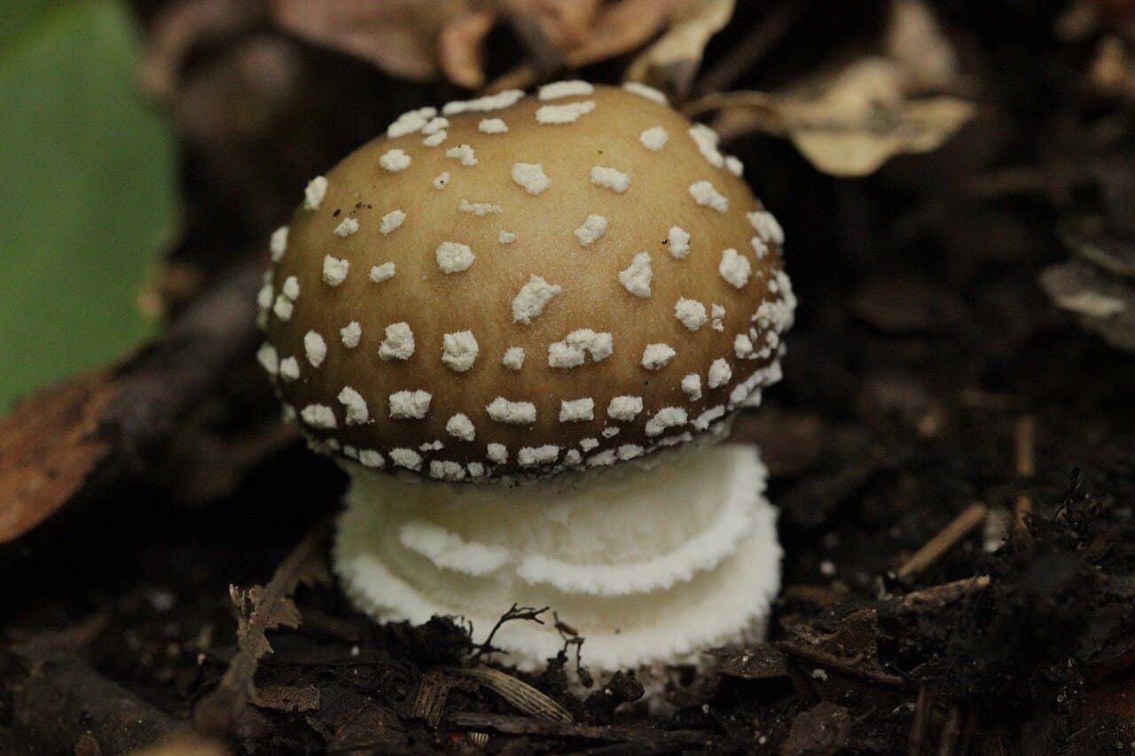 Amanite panthère (Amanita pantherina) à chapeau brun-bronze couvert de flocons blancs et base bulbeuse