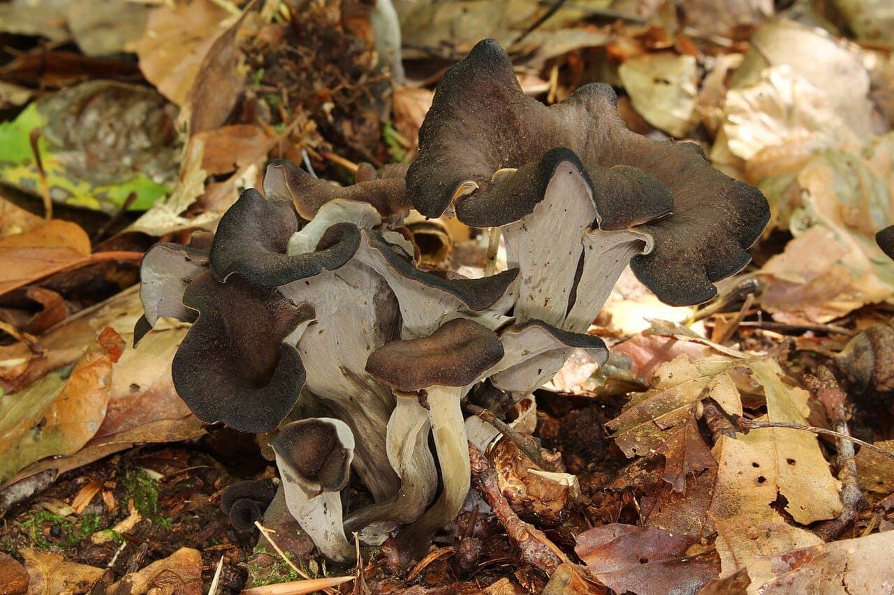 Pied creux, gris pâle et cannelé, se prolongeant sans démarcation dans le chapeau en entonnoir